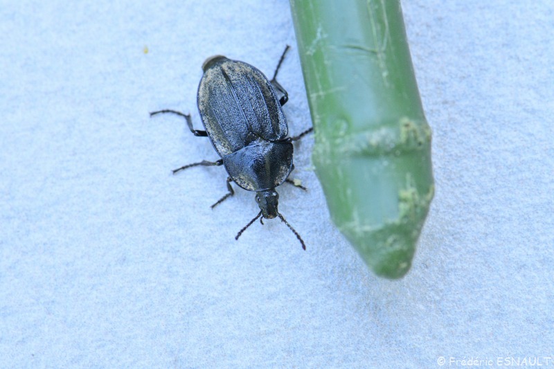 Petit silphe noir (Phosphuga atrata)