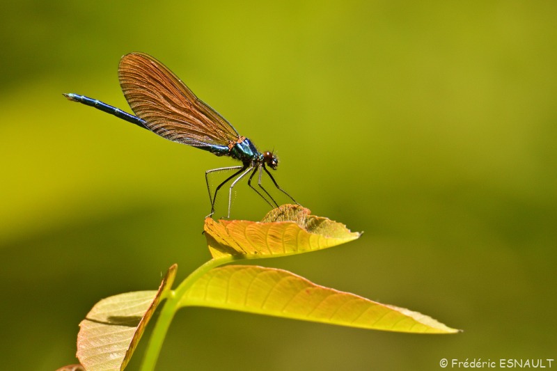 Caloptéryx vierge (Calopteryx virgo)