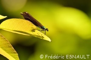 Caloptéryx vierge (Calopteryx virgo)