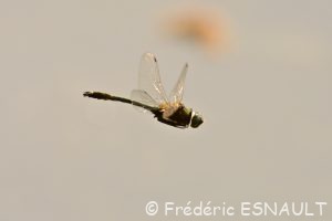 Cordulie bronzée (Cordulia aenea)
