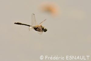 Cordulie bronzée (Cordulia aenea)