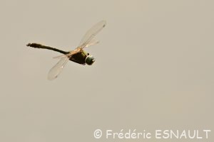 Cordulie bronzée (Cordulia aenea)