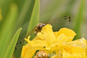 Libellule fauve (Libellula fulva)