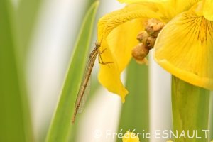 Pennipatte bleuâtre (Platycnemis pennipes)