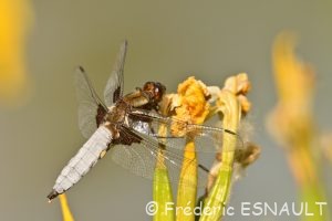 La Libellule déprimée (Libellula depressa)