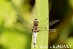 Libellule fauve (Libellula fulva)