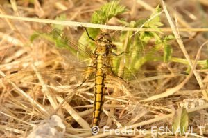 Orthétrum réticulé (Orthetrum cancellatum)