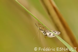 Pyrale de l'Ortie (Anania hortulata)