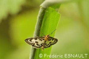 Pyrale de l'Ortie (Anania hortulata)