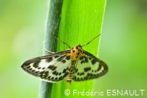 Pyrale de l'Ortie (Anania hortulata)