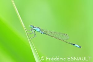Ischnure élégante (Ischnura elegans)