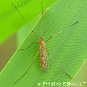 Tipule ferrugineuse (Phylidorea ferruginea)