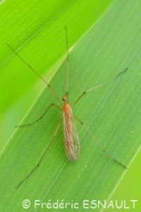 Tipule ferrugineuse (Phylidorea ferruginea)