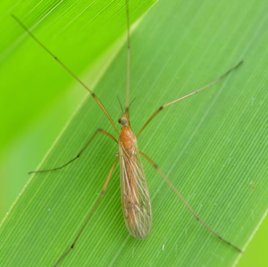 Nouveauté : Tipule ferrugineuse (Phylidorea ferruginea)