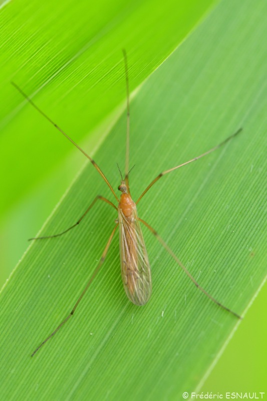 Tipule ferrugineuse (Phylidorea ferruginea)