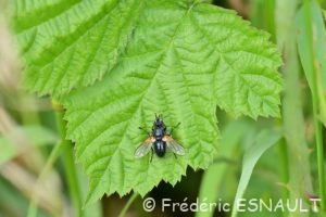 Zophomyie ivre (Zophomyia temula)