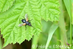 Zophomyie ivre (Zophomyia temula)