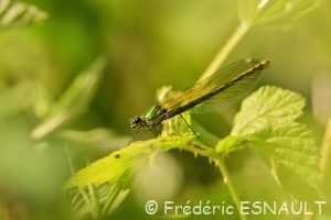 Caloptéryx éclatant (Calopteryx splendens)