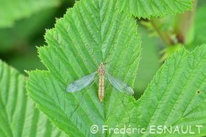Tipule à quatre tache (Nephrotoma quadrifaria)