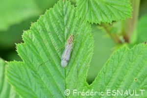 Tipule à quatre tache (Nephrotoma quadrifaria)