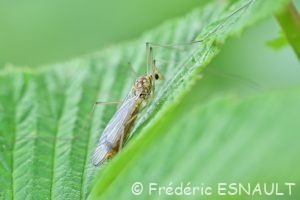 Tipule à quatre tache (Nephrotoma quadrifaria)