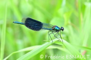 Caloptéryx éclatant (Calopteryx splendens)