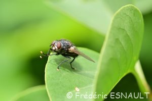 Mouche parasite (Blepharipa pratensis)