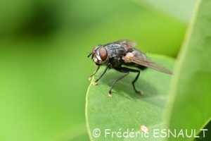 Mouche parasite (Blepharipa pratensis)