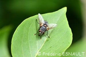 Mouche parasite (Blepharipa pratensis)