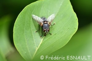 Mouche parasite (Blepharipa pratensis)