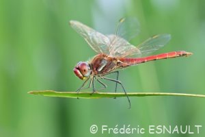 Sympétrum à nervures rouges (Sympetrum fonscolombii)