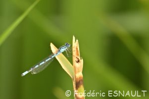 Agrion porte-coupe (Enallagma cyathigerum)