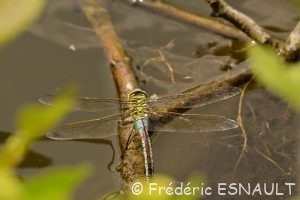 Anax empereur (Anax imperator)
