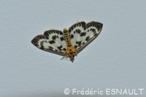 Pyrale de l'Ortie (Anania hortulata)