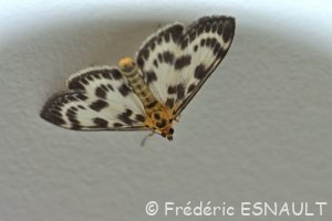 Pyrale de l'Ortie (Anania hortulata)