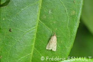 Eudorée livide (Eudonia pallida)
