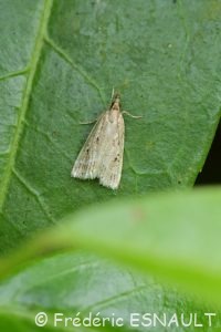 Eudorée livide (Eudonia pallida)