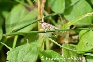 Eudorée livide (Eudonia pallida)