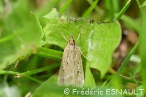 Eudorée livide (Eudonia pallida)