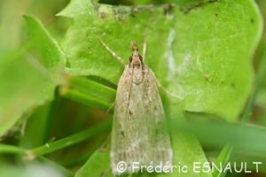 Eudorée livide (Eudonia pallida)