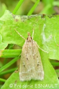 Eudorée livide (Eudonia pallida)