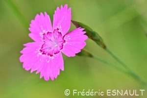 Œillet couché (Dianthus deltoides)