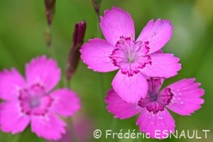 Œillet couché (Dianthus deltoides)