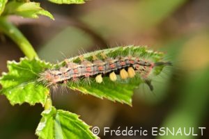 Étoilée (Orgyia antiqua)