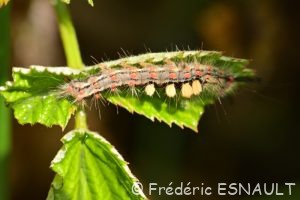 Étoilée (Orgyia antiqua)