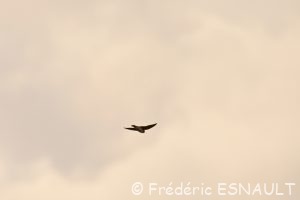 Hirondelle de fenêtre (Delichon urbicum)