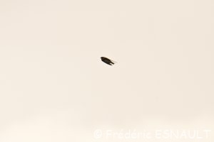 Hirondelle de fenêtre (Delichon urbicum)