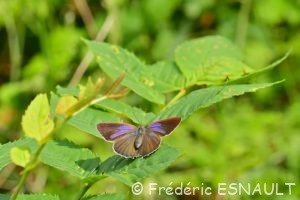 Thécla du Chêne (Quercusia quercus)