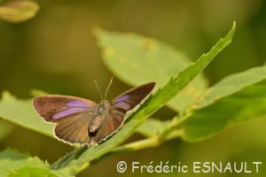 Thécla du Chêne (Quercusia quercus)