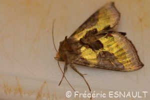 Plusie vert-doré (Diachrysia chrysitis)